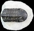 Bargain Austerops Trilobite - Morocco #43505-1